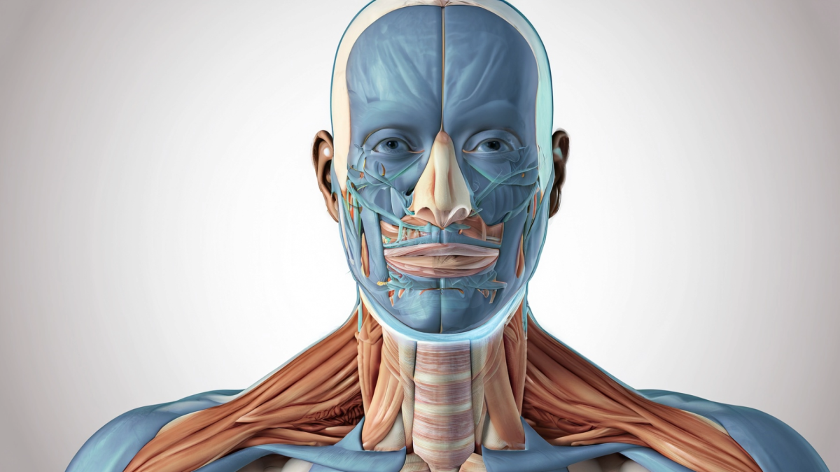 Anatomy model shoulders and above